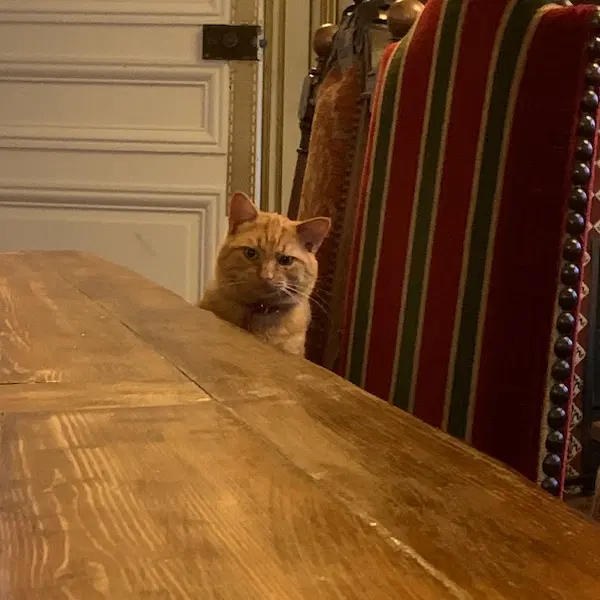 cat